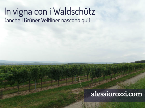 sommelier-trieste-alessio-rozzi-gruener-veltliner