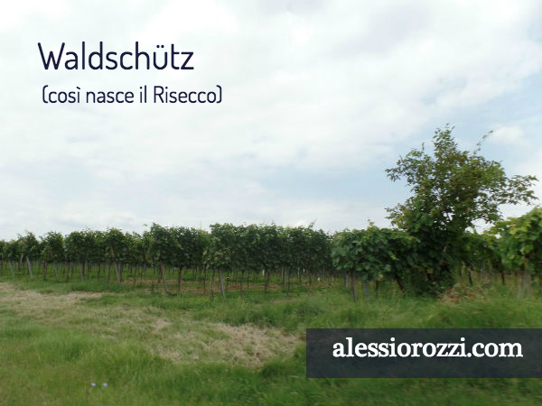 sommelier-trieste-alessio-rozzi-waldschutz